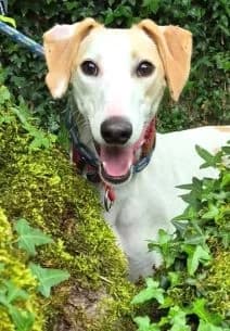 Erin Hounds, female young Mixed Breed for adoption at Erinhounds, UK