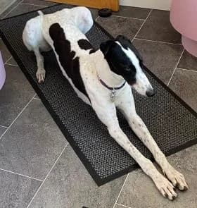 Erin Hounds, female young Mixed Breed for adoption at Erinhounds, UK