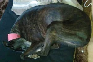 Erin Hounds, female Mixed Breed for adoption at Erinhounds, UK