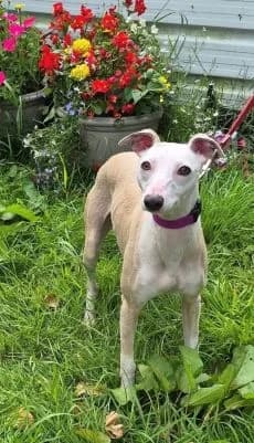 Erin Hounds, female young Mixed Breed for adoption at Erinhounds, UK