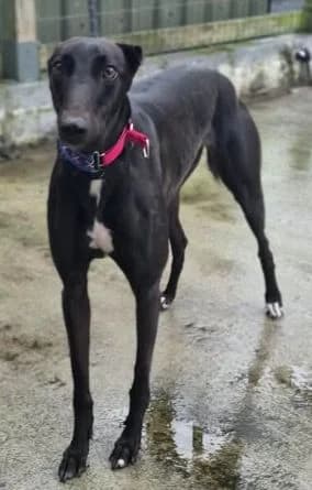 Erin Hounds, female young Mixed Breed for adoption at Erinhounds, UK