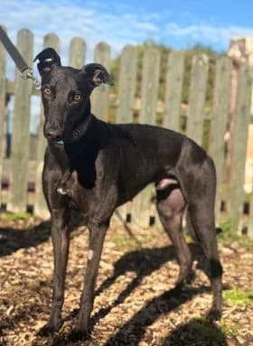 Erin Hounds, female 3yo Mixed Breed for adoption at Erinhounds, UK