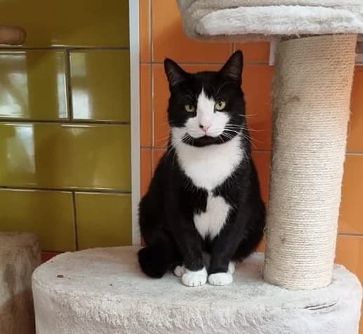 Jason, male 4yo Mixed Breed for adoption at Farplace Animal Rescue