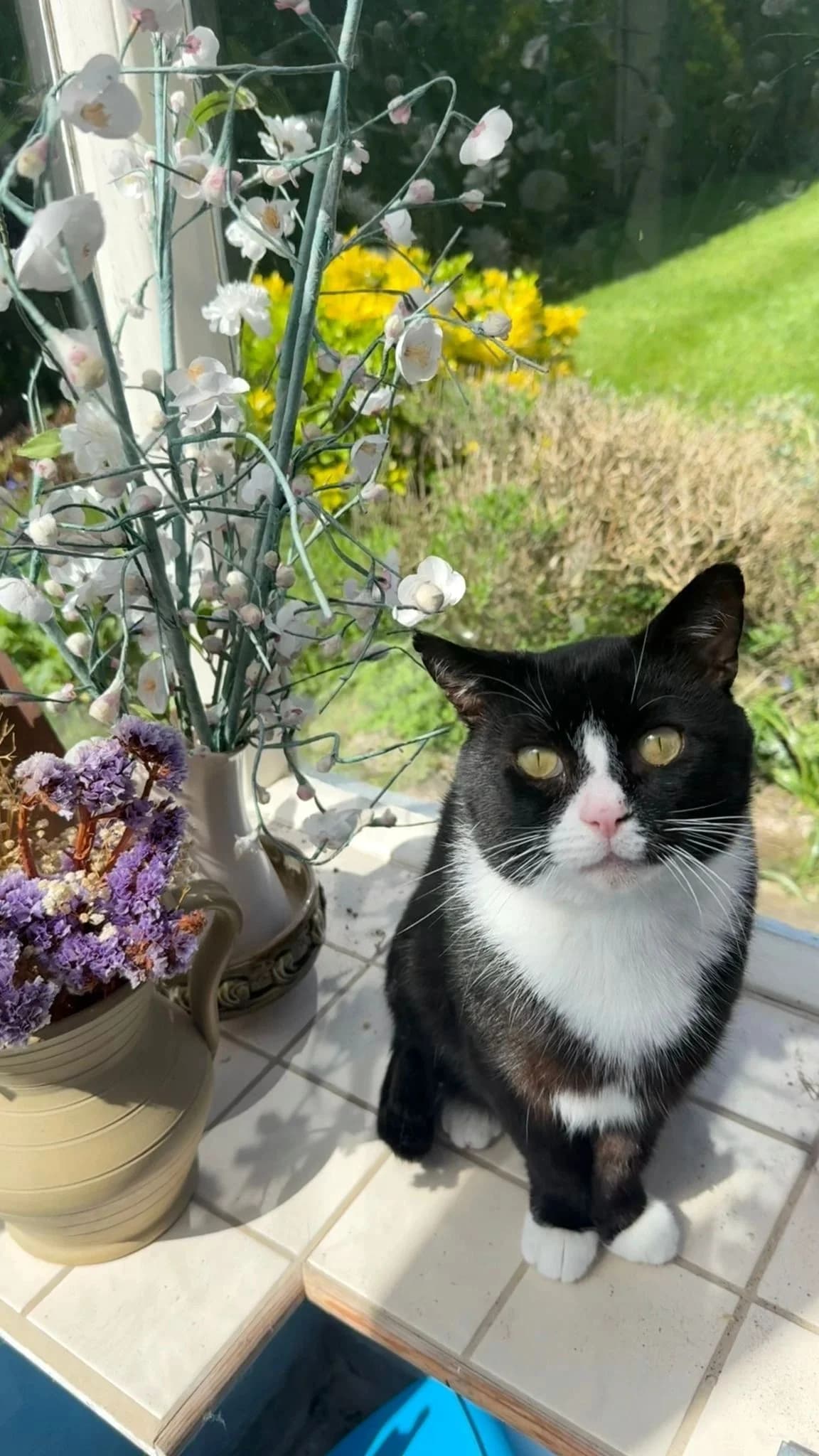 MERLIN & PYE, male 5yo Mixed Breed for adoption at Feline and Wildlife Rescue Nottingham