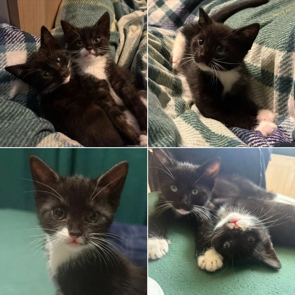 LUMA & YOSHI, female puppy Mixed Breed for adoption at Feline and Wildlife Rescue Nottingham