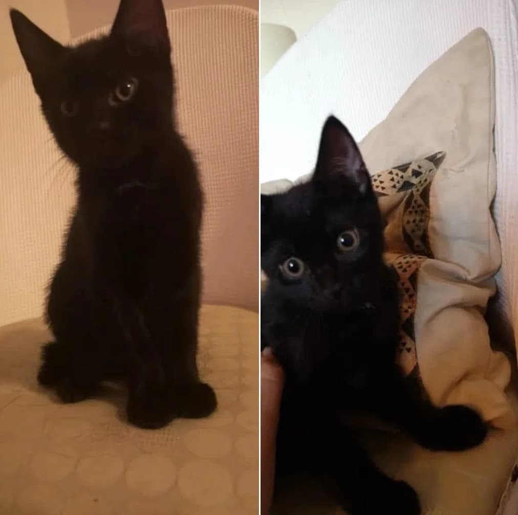 PHOEBE & FRED,  puppy Mixed Breed for adoption at Feline and Wildlife Rescue Nottingham