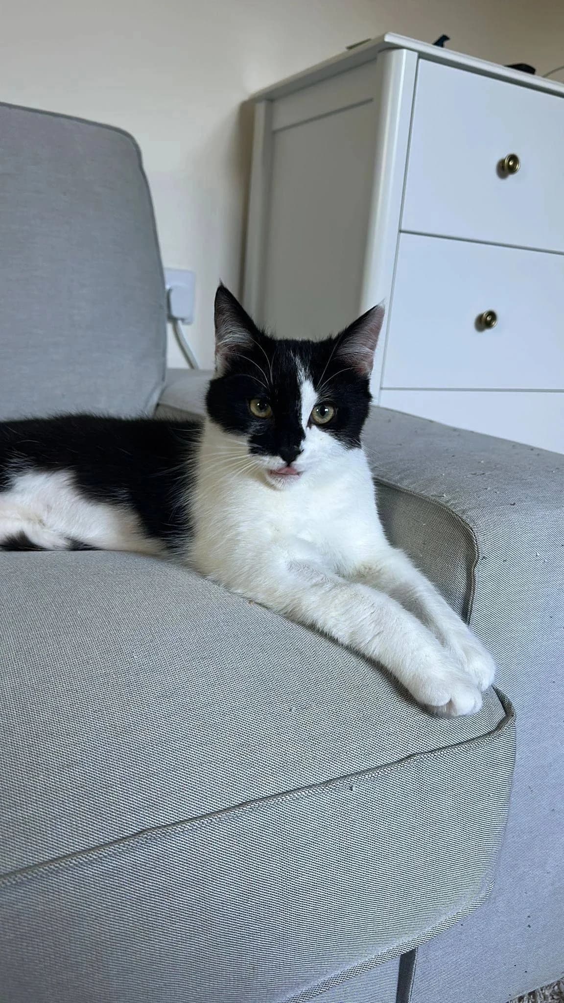 VINCENT,  Mixed Breed for adoption at Feline and Wildlife Rescue Nottingham
