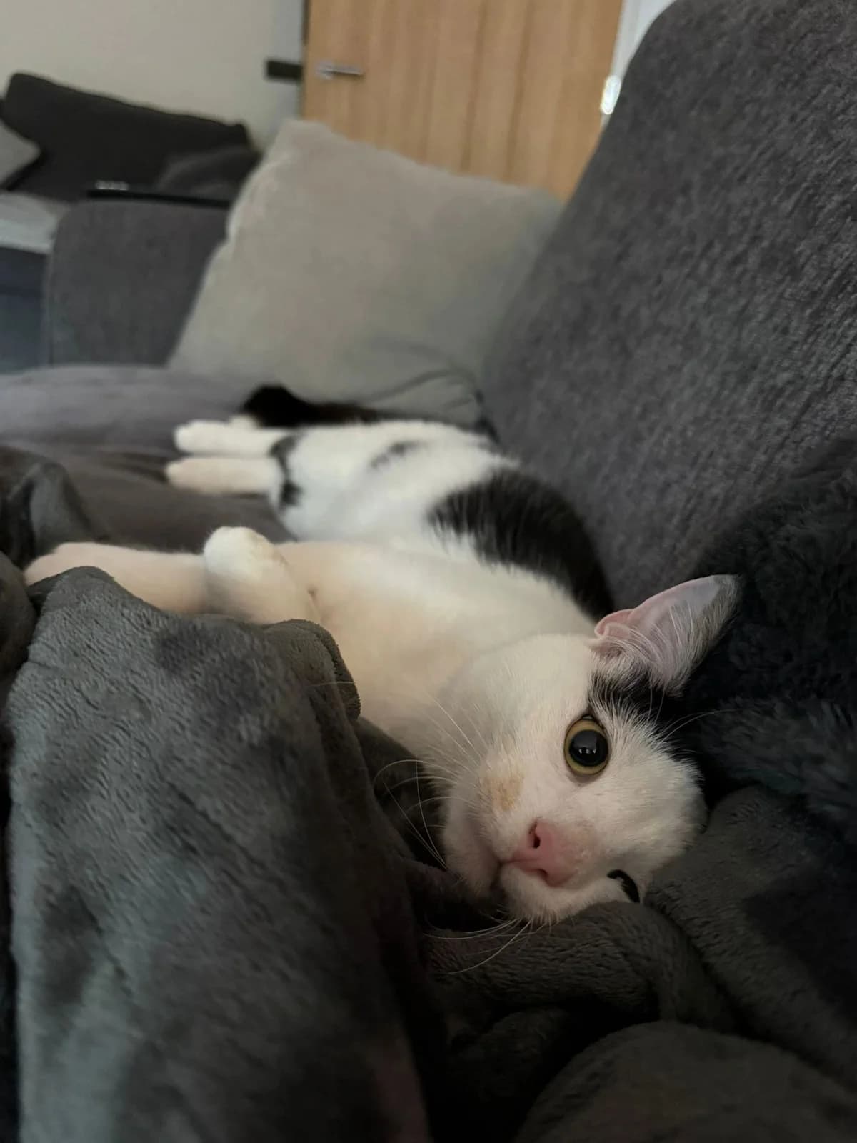 VINCENT,  Mixed Breed for adoption at Feline and Wildlife Rescue Nottingham
