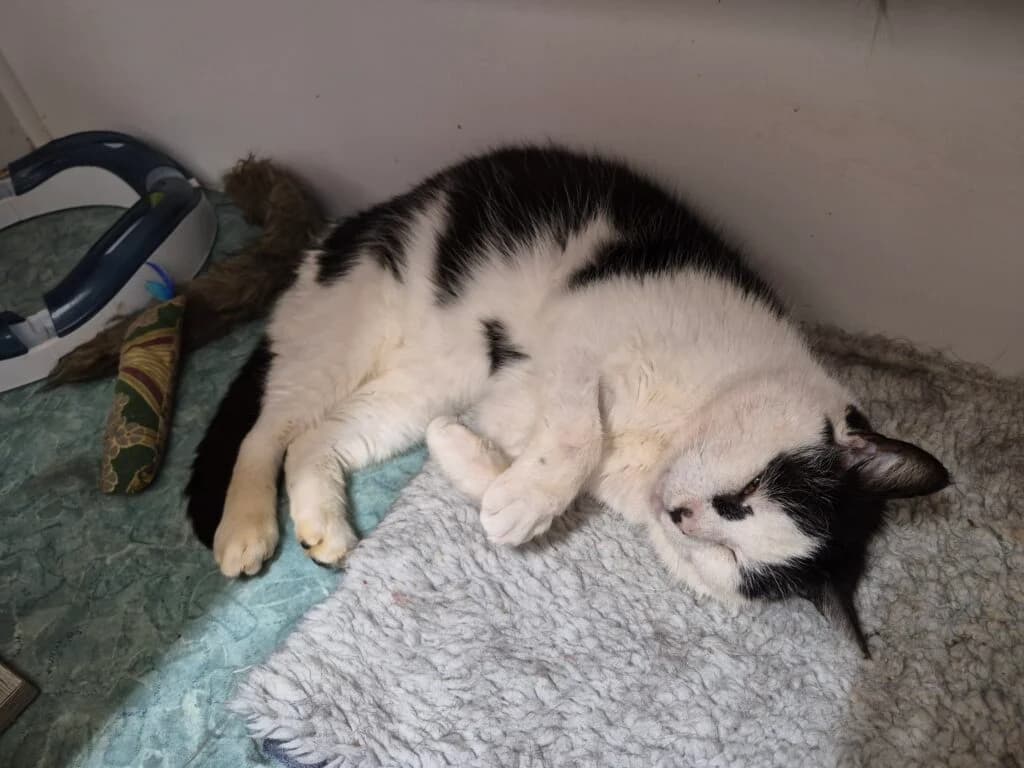 Benny, male senior Mixed Breed for adoption at Feline Welfare (Isle of Wight)