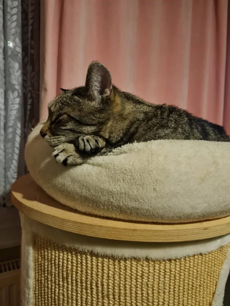 Alfie, male Mixed Breed for adoption at Feline Welfare (Isle of Wight)