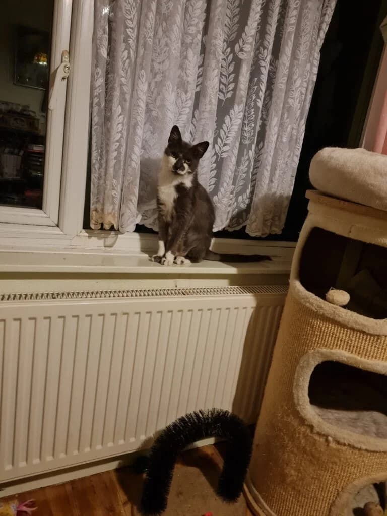 Abby, female Mixed Breed for adoption at Feline Welfare (Isle of Wight)