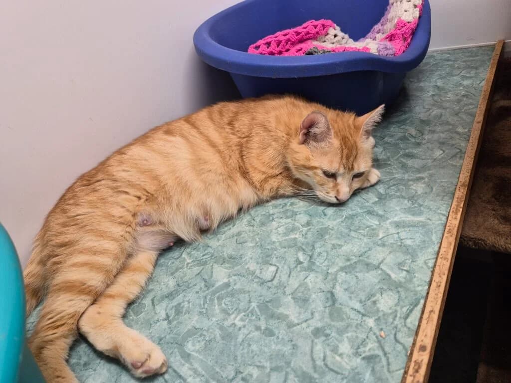 Ziggy, female puppy Mixed Breed for adoption at Feline Welfare (Isle of Wight)
