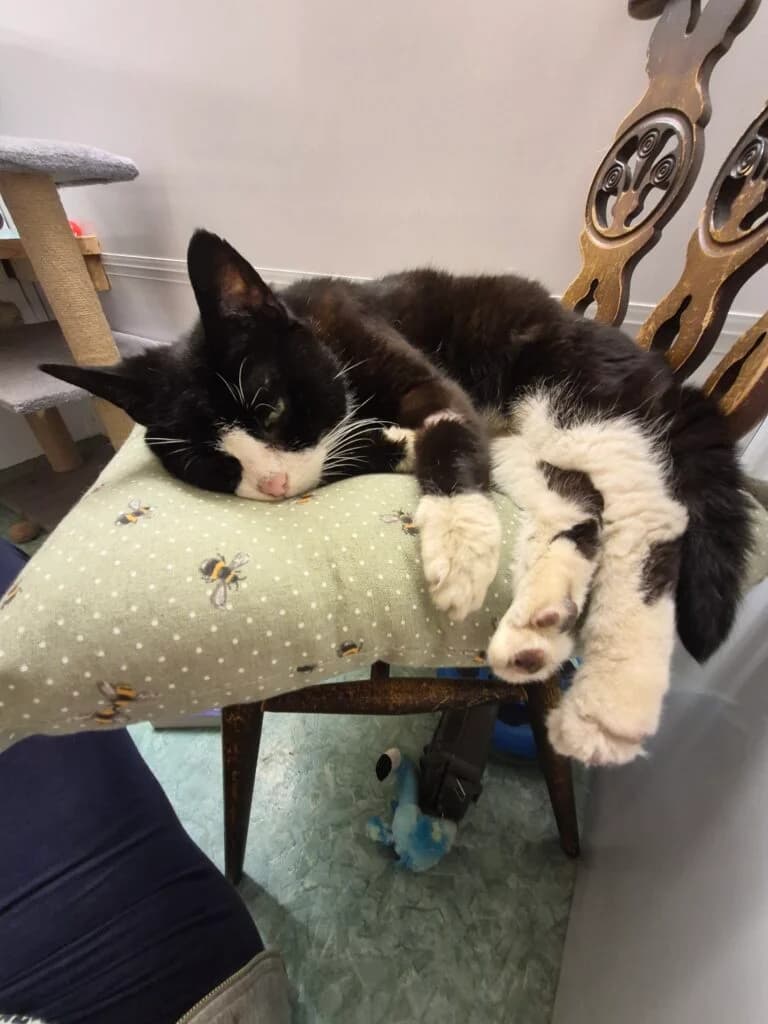 Lilli, female senior Mixed Breed for adoption at Feline Welfare (Isle of Wight)