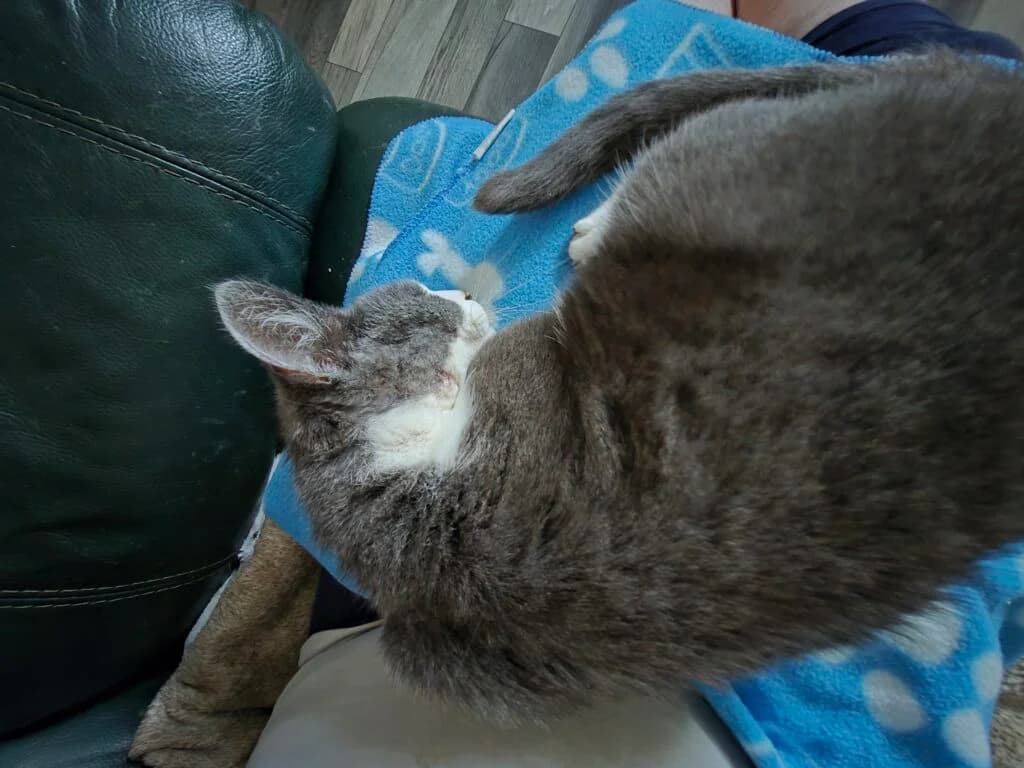 Millie, female Mixed Breed for adoption at Feline Welfare (Isle of Wight)