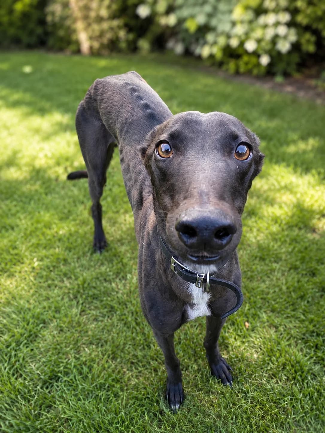 Del, male 3yo Greyhound for adoption at Ferne Animal Sanctuary, Chard