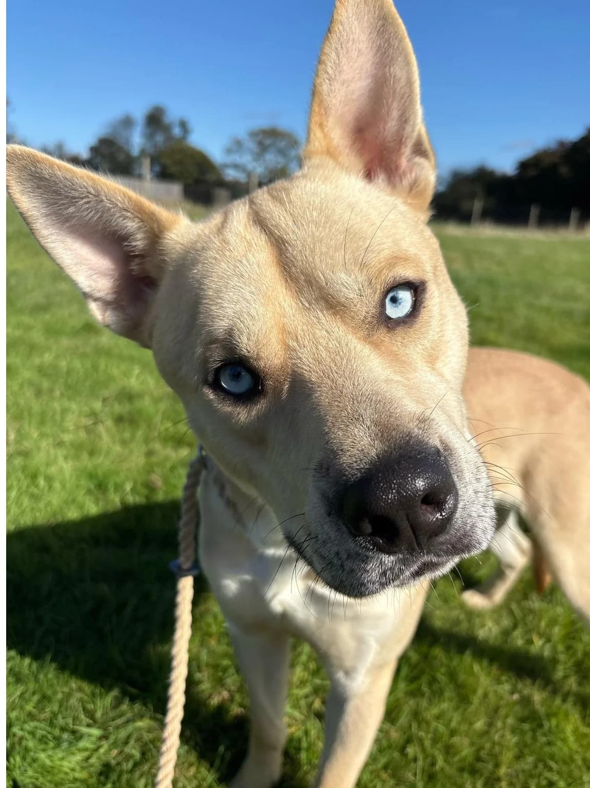 Rowan, male mixed breed for adoption at Fetcher Dog
