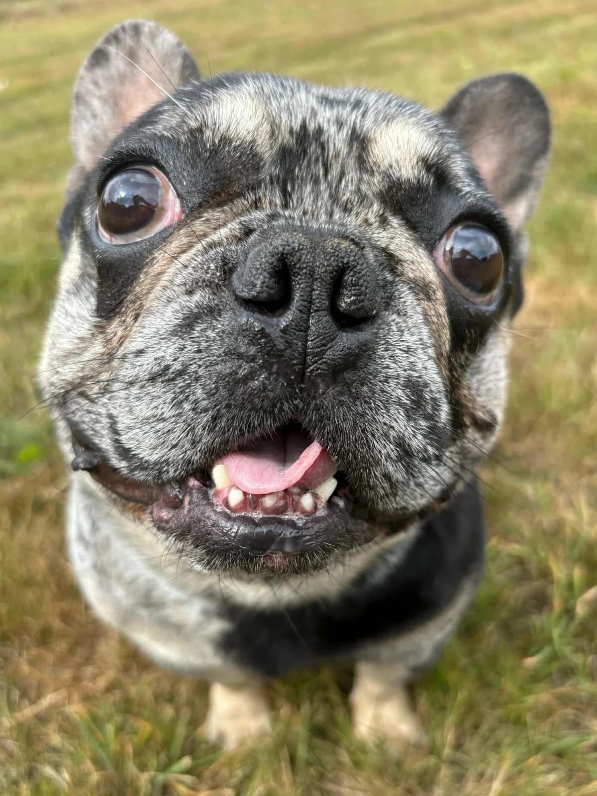 Lenny,  (Fetcher Dog)