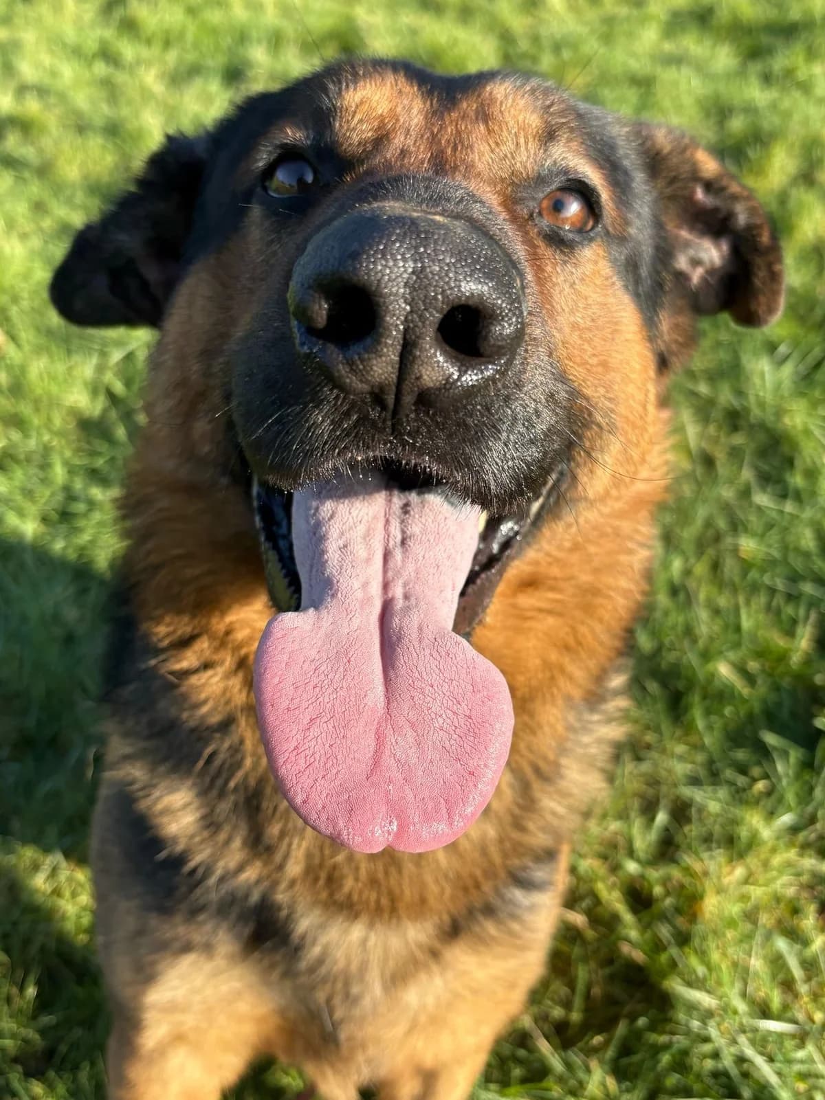Bagheera,  (Fetcher Dog)