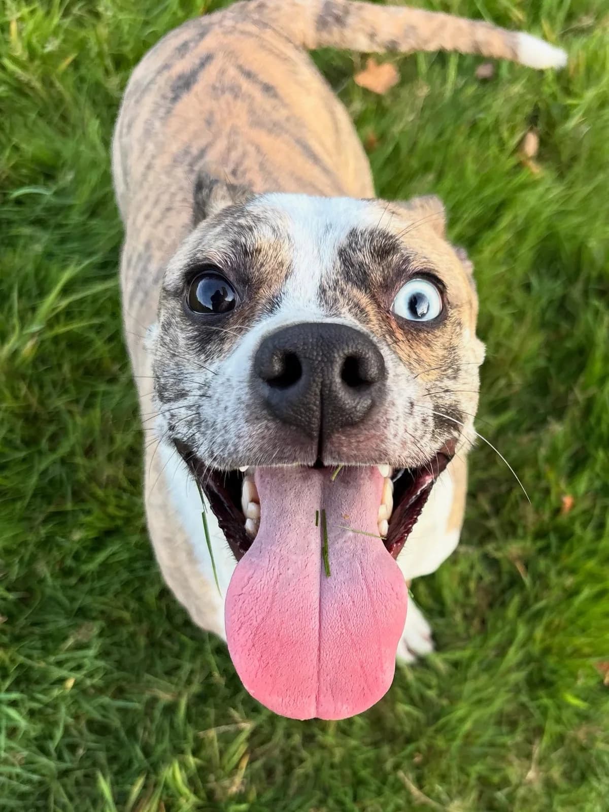 Bowie, male mixed breed for adoption at Fetcher Dog