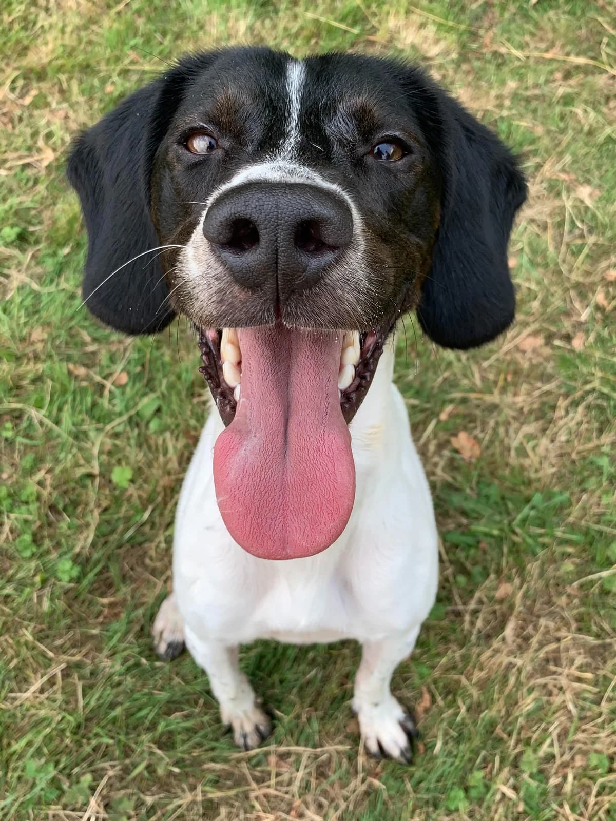 Chef, male mixed breed for adoption at Fetcher Dog