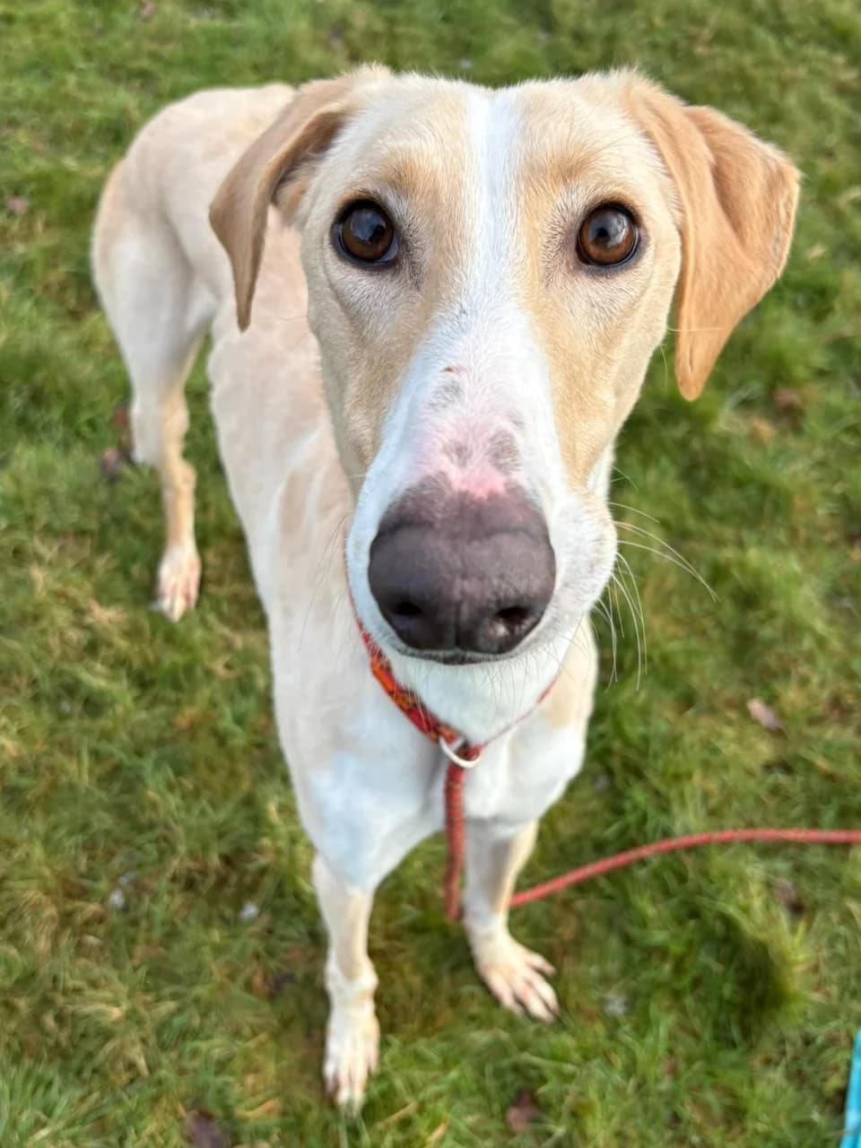Henry, male mixed breed for adoption at Fetcher Dog