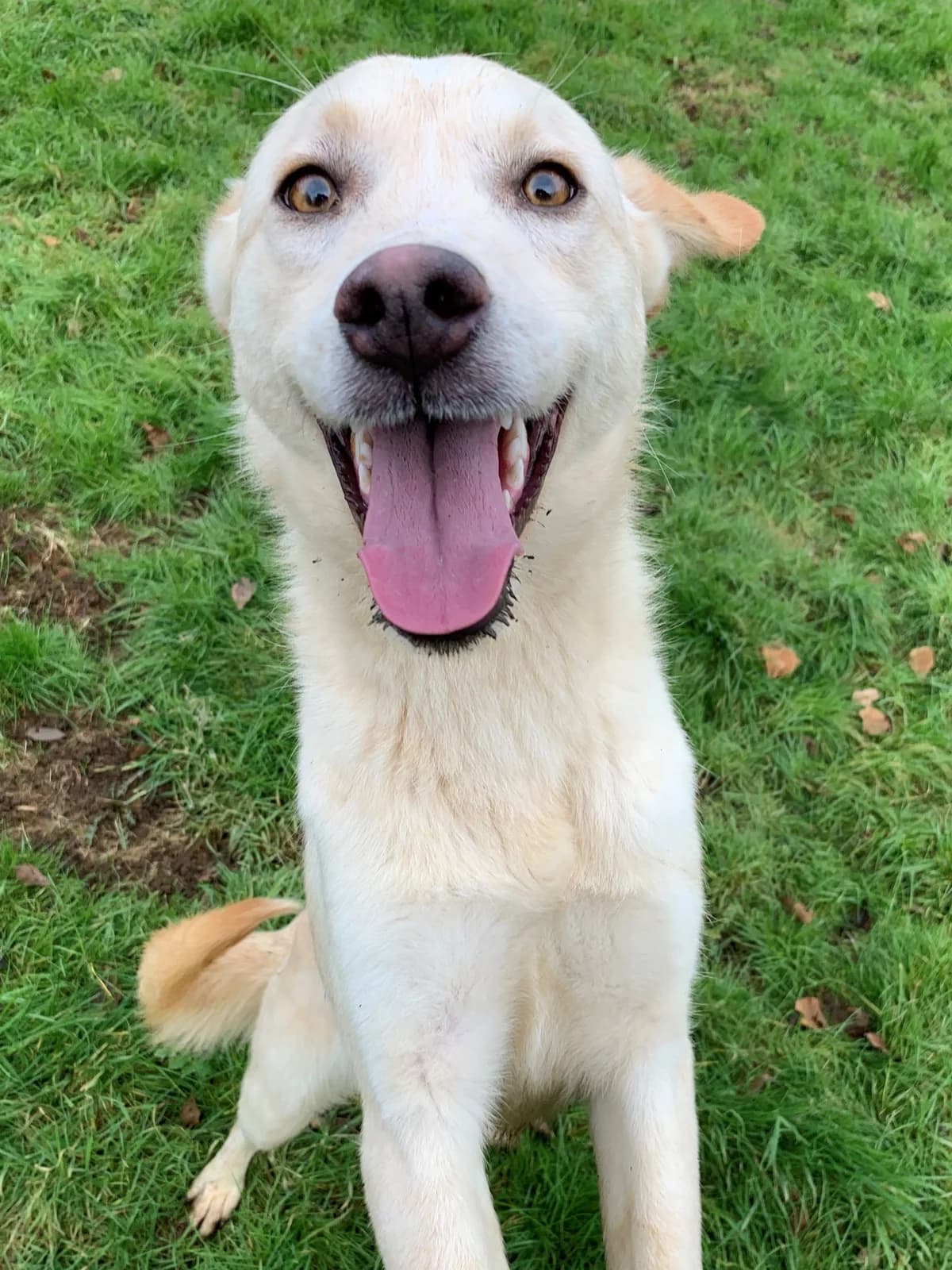 Kathani,  (Fetcher Dog)