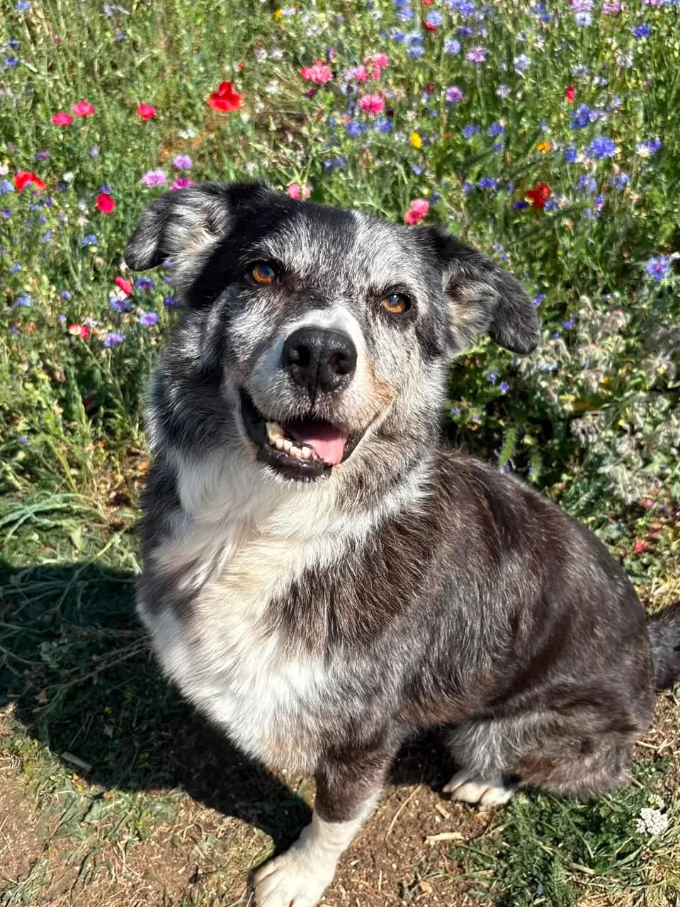 Merlin, male mixed breed for adoption at Fetcher Dog