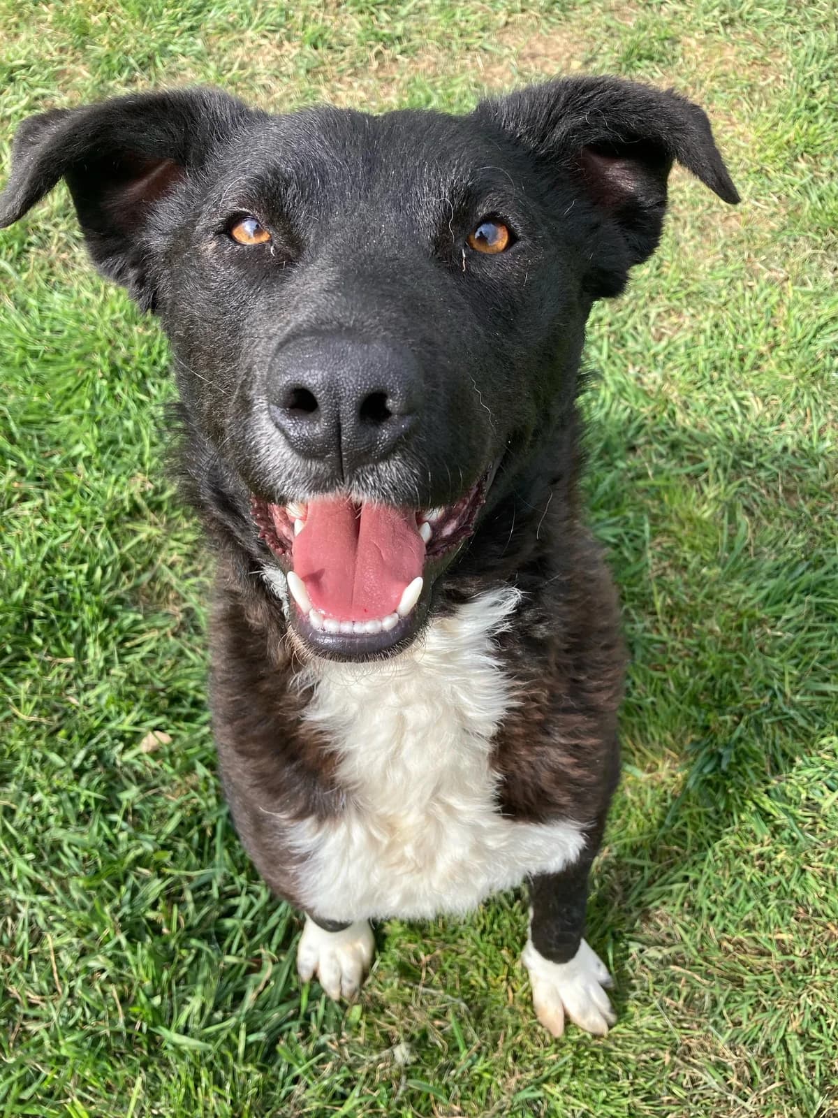 Orla, female mixed breed for adoption at Fetcher Dog