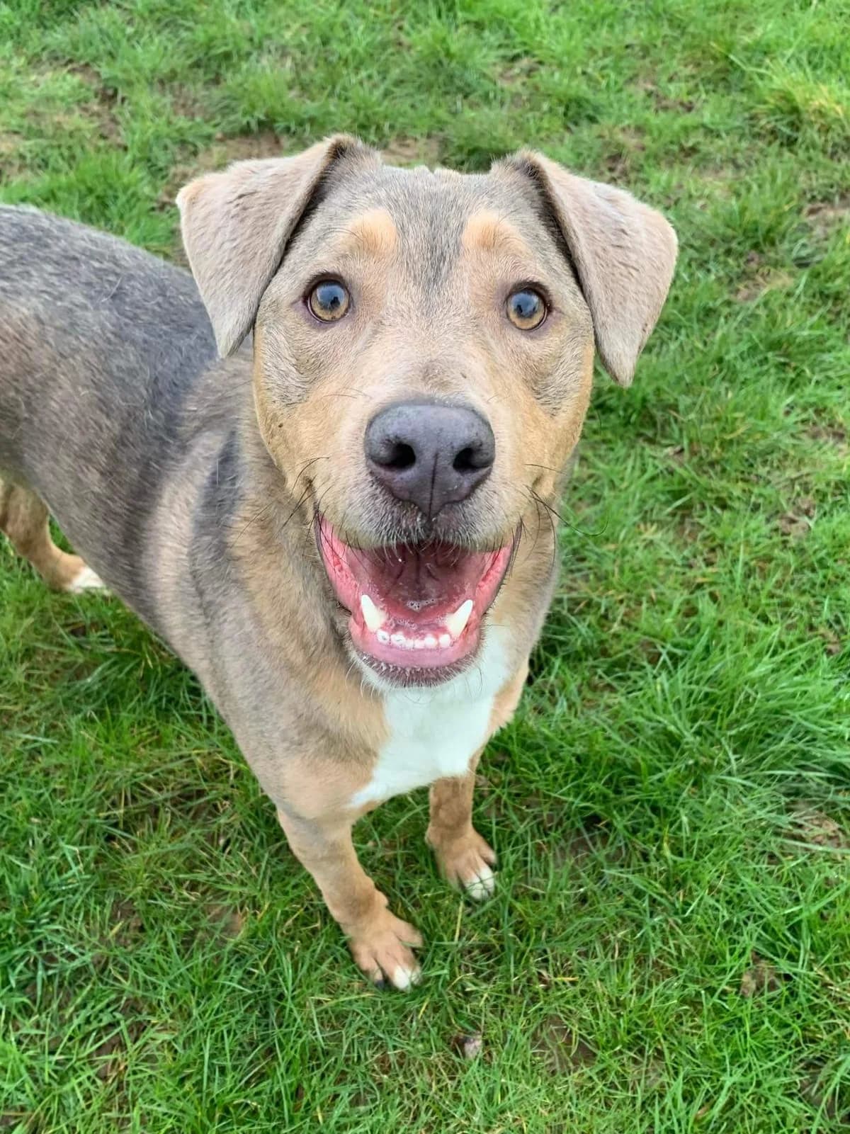 Reggie, male mixed breed for adoption at Fetcher Dog