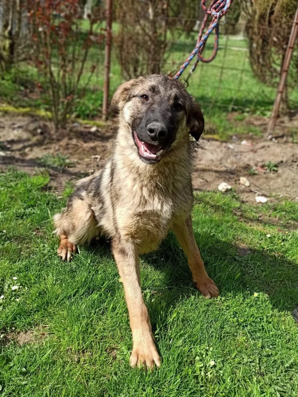 Sebastian, male mixed breed for adoption at Fetcher Dog