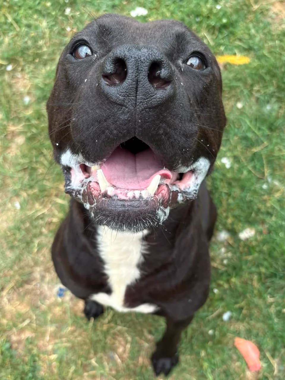 Skye, female mixed breed for adoption at Fetcher Dog