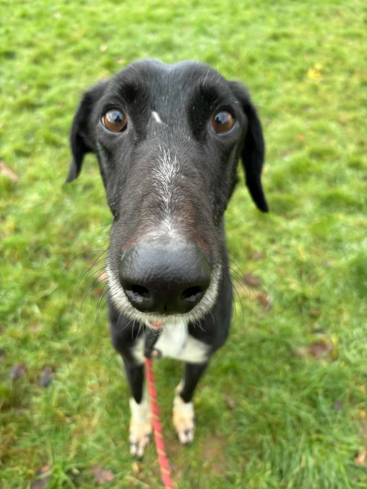 Stanley, male mixed breed for adoption at Fetcher Dog
