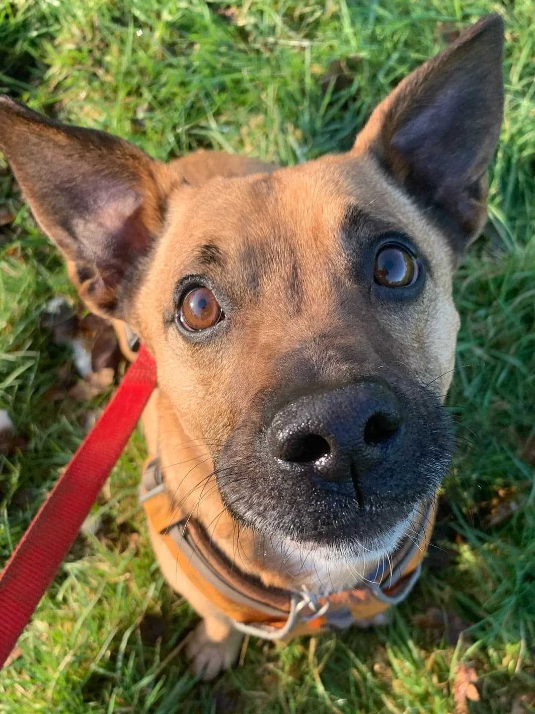 Terrance, male mixed breed for adoption at Fetcher Dog