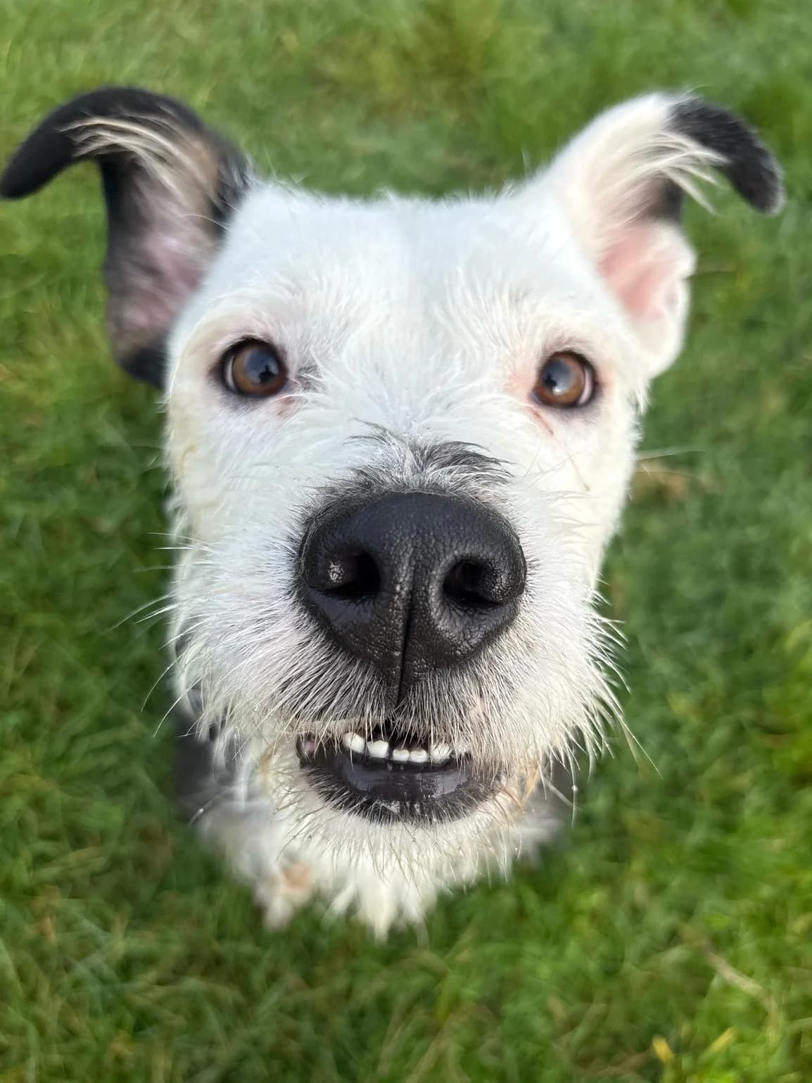 Todd, male mixed breed for adoption at Fetcher Dog