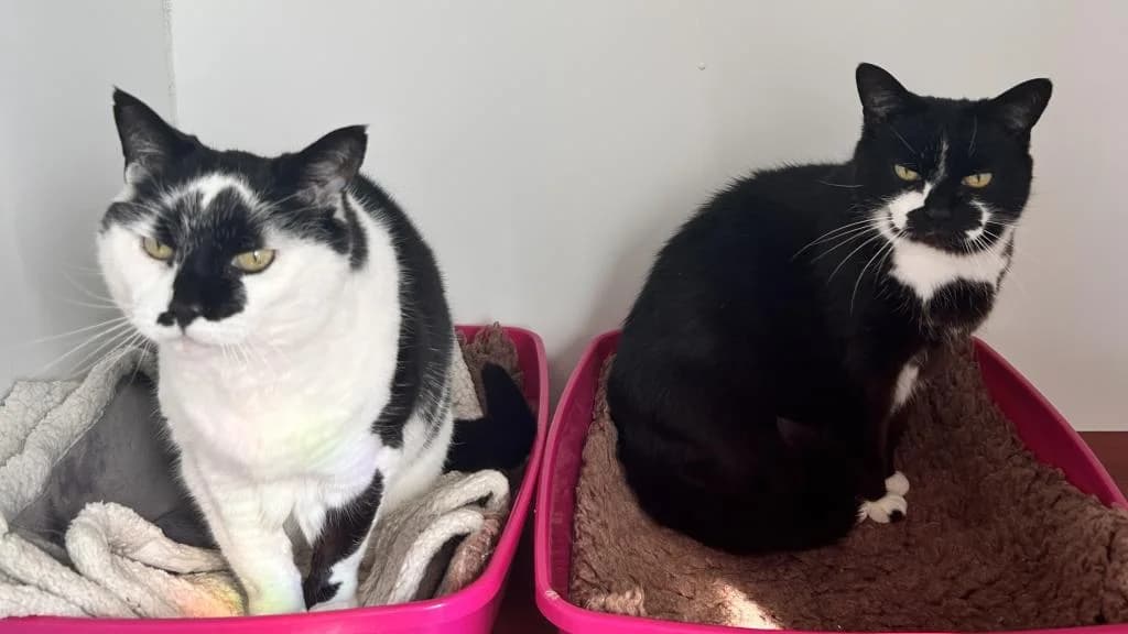Sasha & Lucky, female senior Mixed Breed for adoption at Fife Cat Shelter