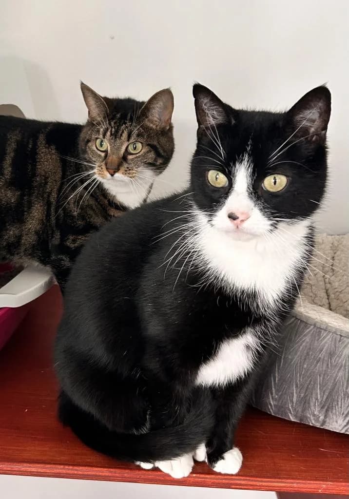 Phoebe & Bailey, female 7yo Mixed Breed for adoption at Fife Cat Shelter