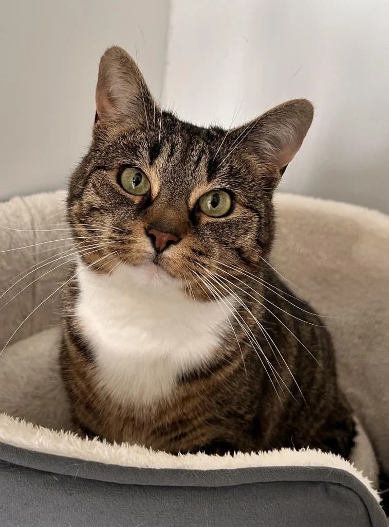 Sox, female senior Mixed Breed for adoption at Fife Cat Shelter