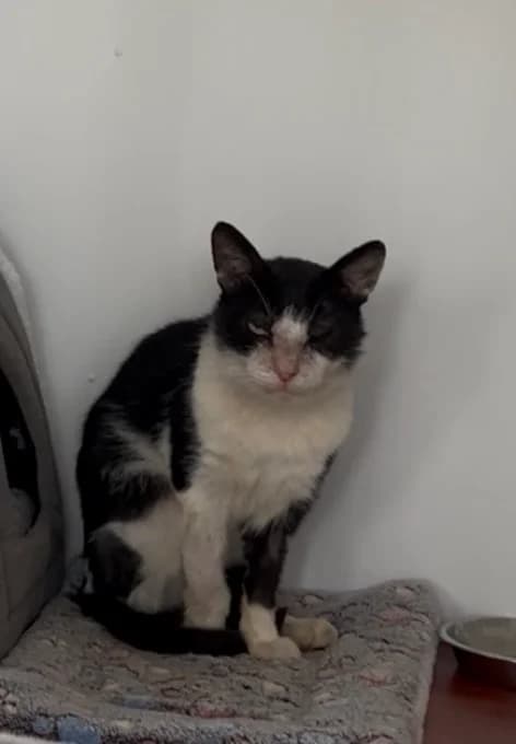 Batman, male 7yo Mixed Breed for adoption at Fife Cat Shelter