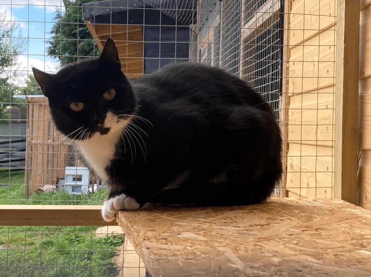 Jazz, female young Mixed Breed Cat for adoption at Filey Cat Rescue