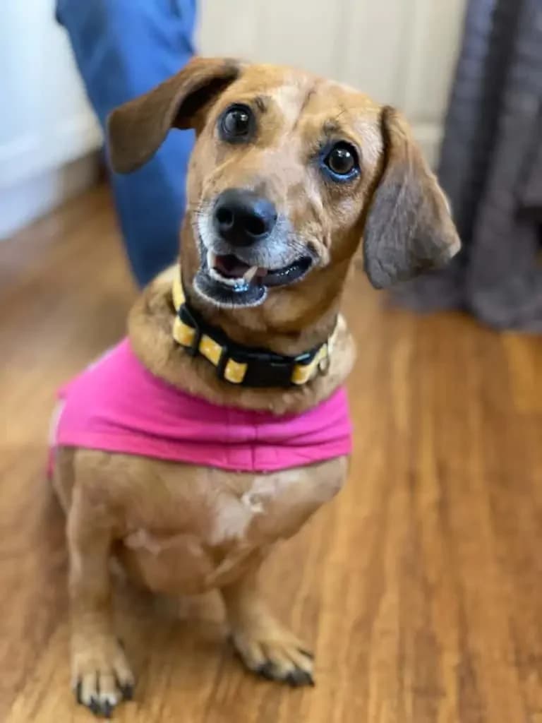 Autumn, female Mixed Breed for adoption at Flori