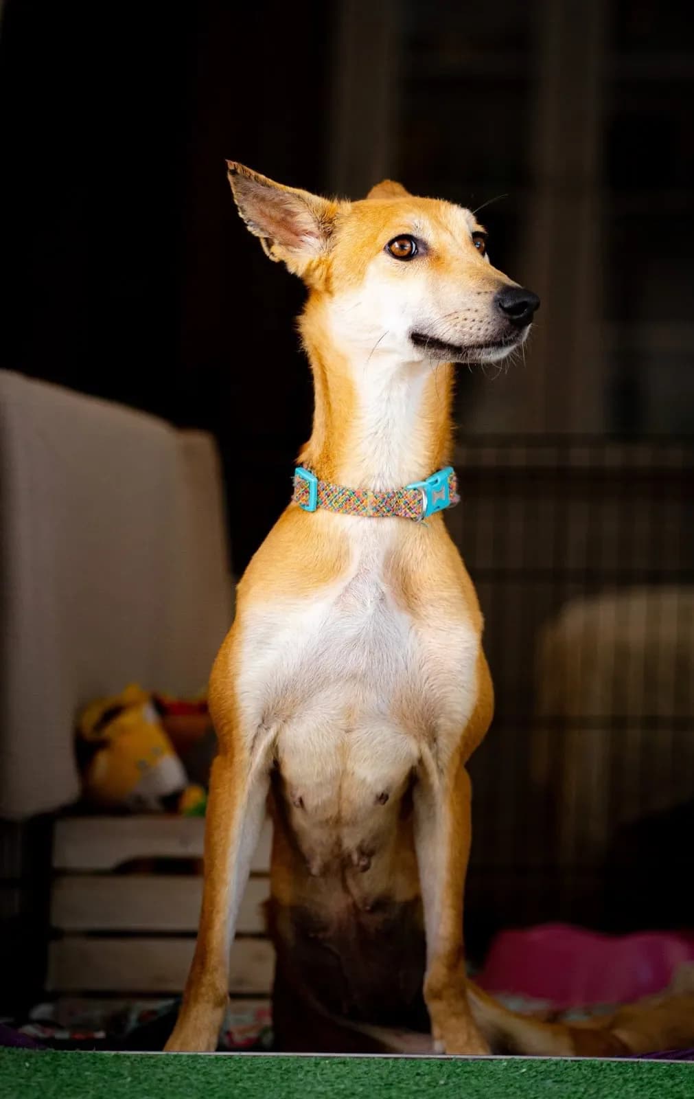 Nellie, female puppy Mixed Breed for adoption at Flori