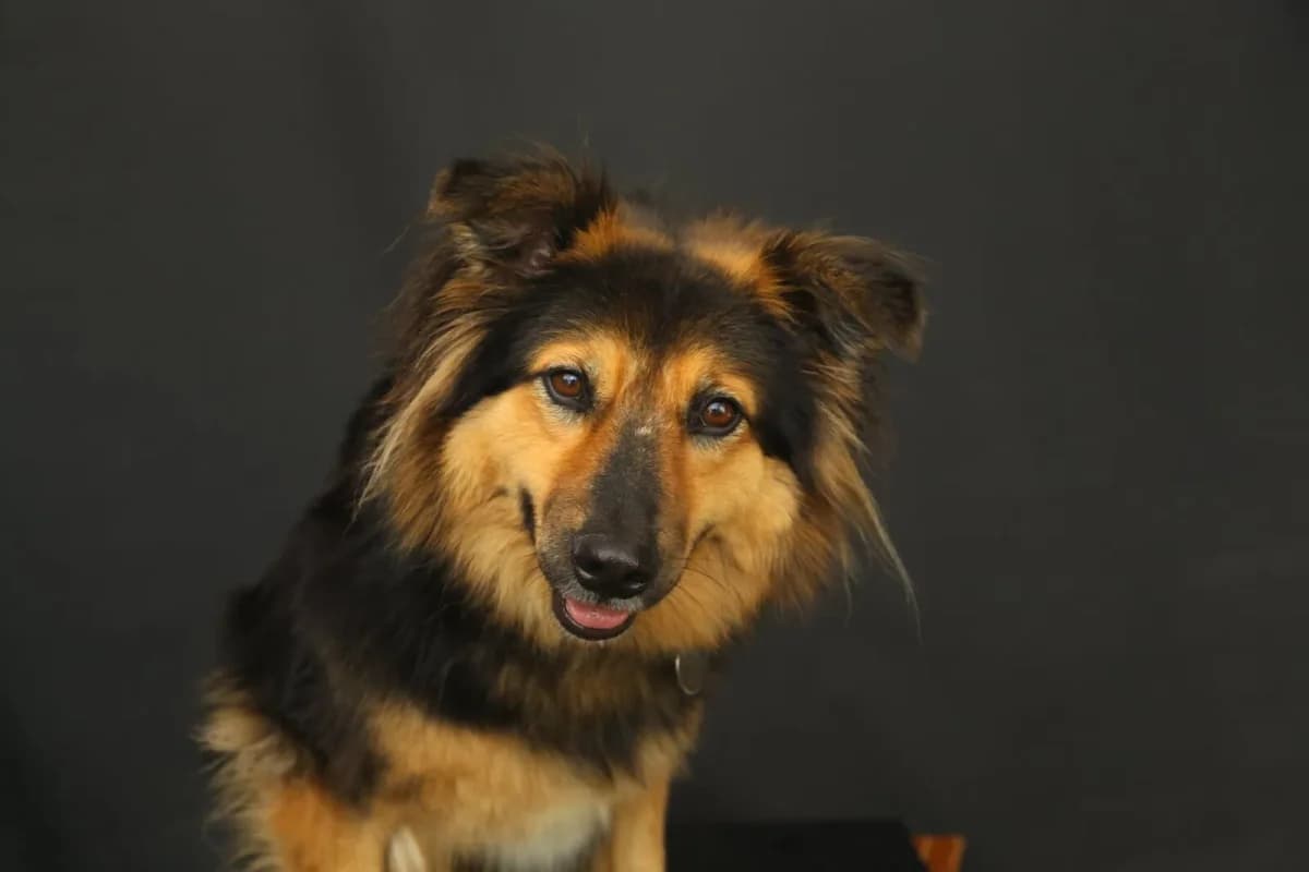 Summer, female Mixed Breed for adoption at Flori