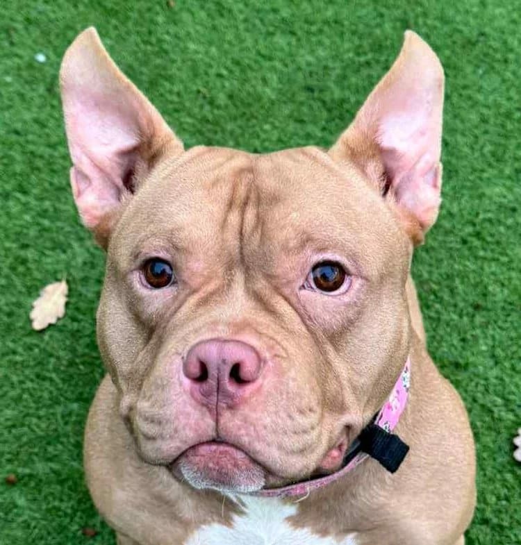 Annie,  mixed breed for adoption at Forest Dog Rescue