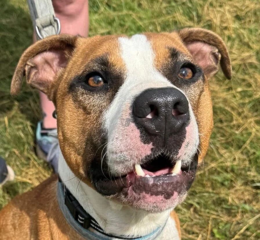 Barney,  mixed breed for adoption at Forest Dog Rescue