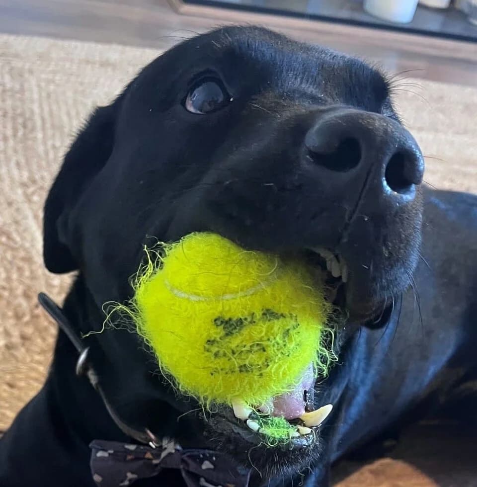 Ben,  Labrador Retriever for adoption at Forest Dog Rescue