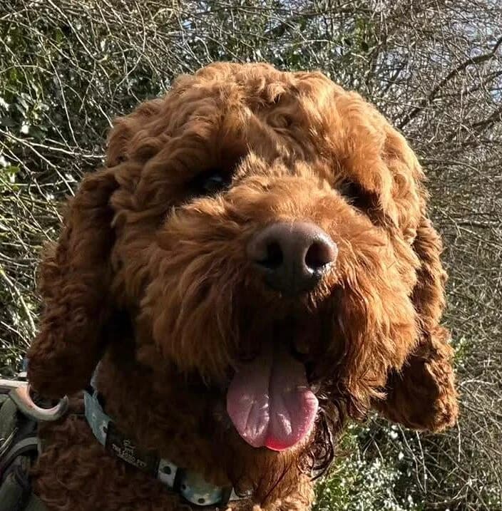 Benji,  Cockapoo for adoption at Forest Dog Rescue