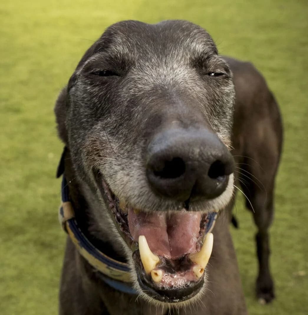 Bernie,  Greyhound for adoption at Forest Dog Rescue