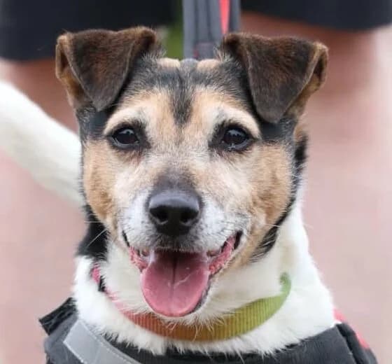 BETTY,  Jack Russell Terrier for adoption at Forest Dog Rescue