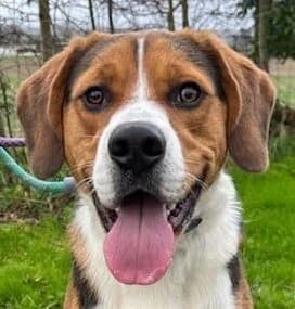 Bingo,  Beagle for adoption at Forest Dog Rescue
