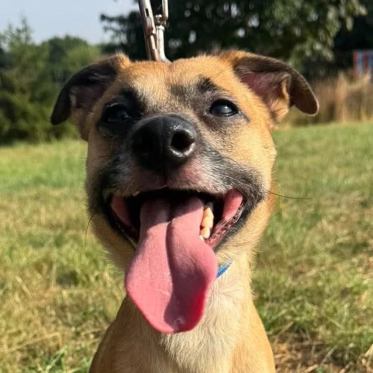 Blakey,  mixed breed for adoption at Forest Dog Rescue